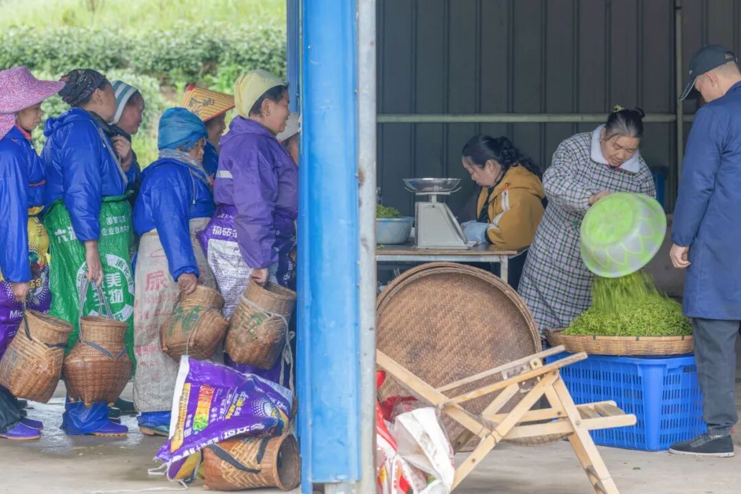 2026年3月18日，贵州黎平县，采茶女工在茶园里排队称茶。（视觉中国/图）