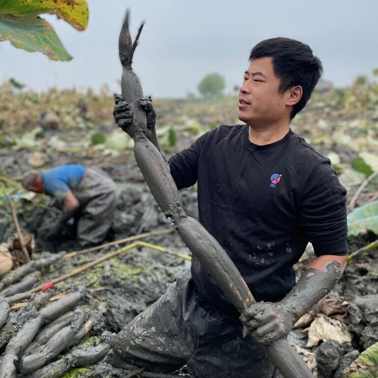易掌柜洪湖莲藕标识