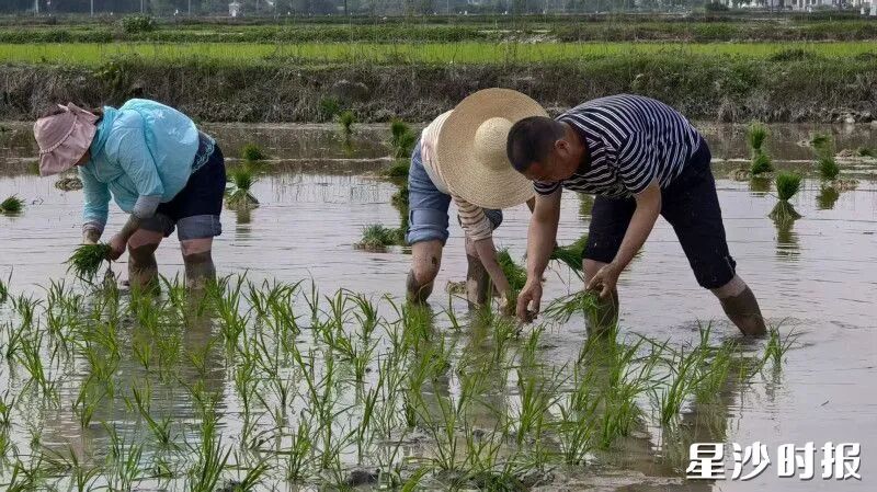 農技技術培訓現場，學員們下田學習插秧。