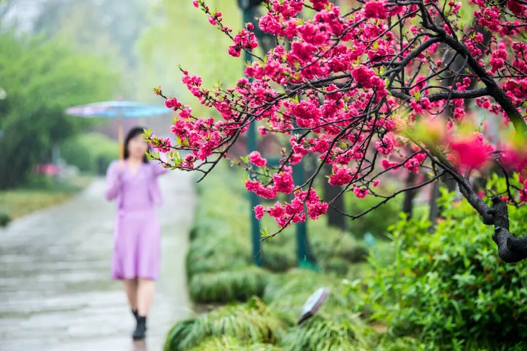 DSC_5766人面桃花.jpg