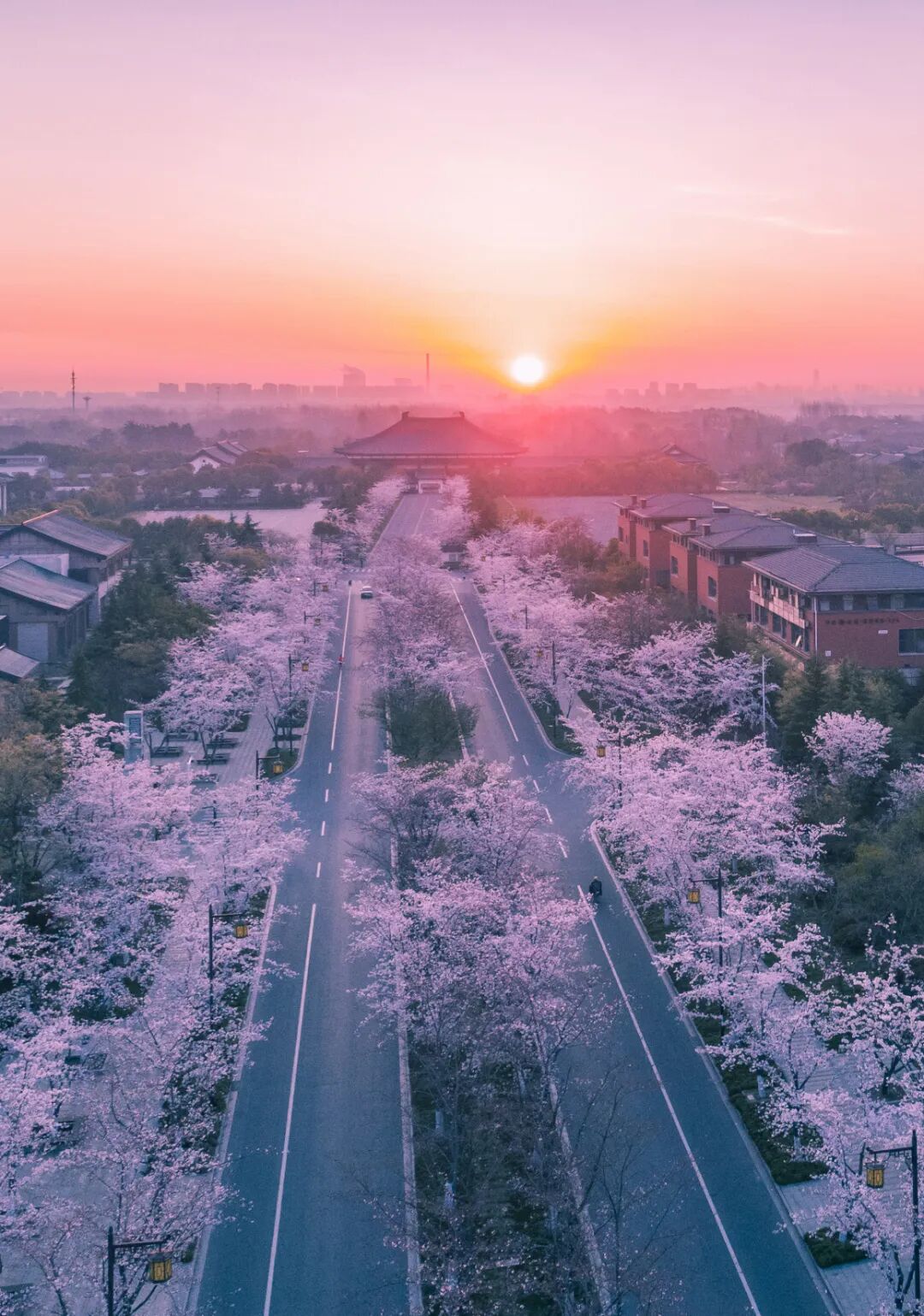 三月樱花开.jpg