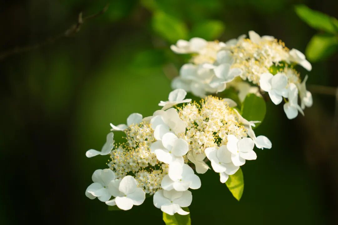 瘦西湖琼花盛开 (1).jpg