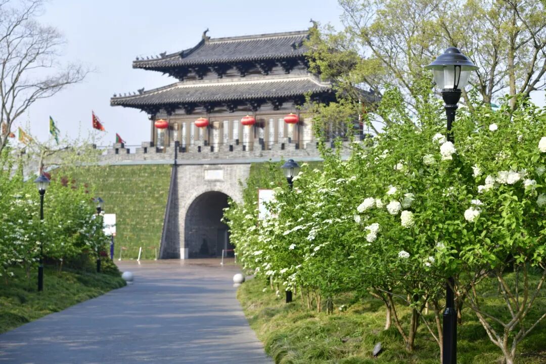 宋夹城琼花 (13).JPG
