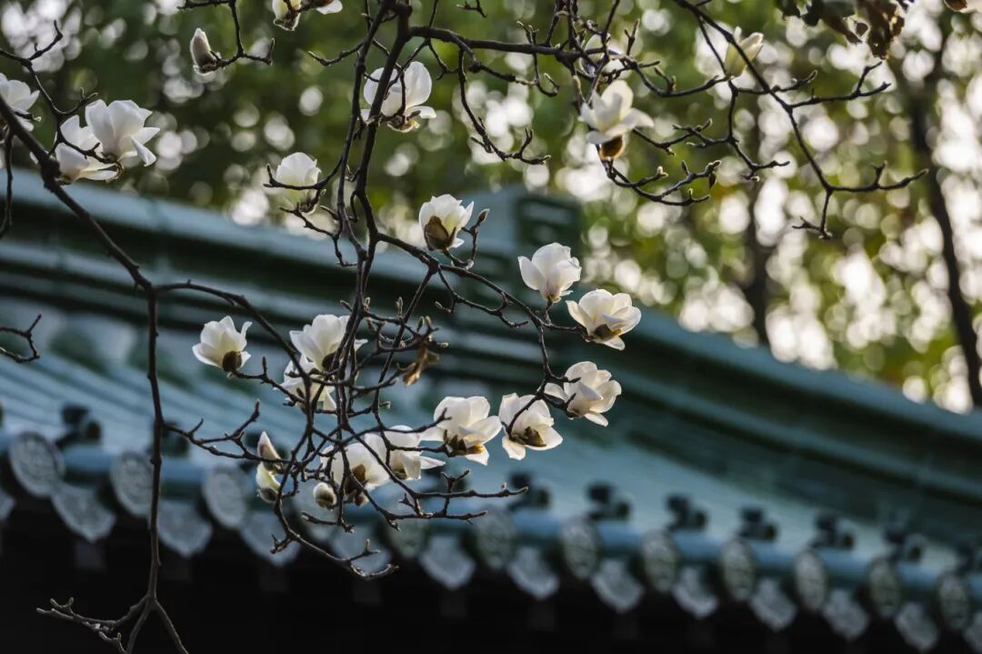 瘦西湖 刘江瑞 摄 (8).jpg