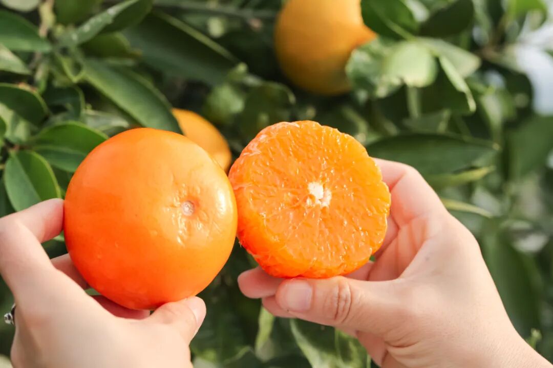 ATAGO愛拓便攜式柑橘無損糖度計