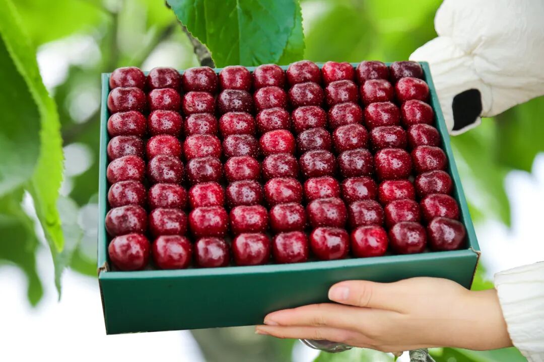 ATAGO愛拓車厘子櫻桃無損糖度計