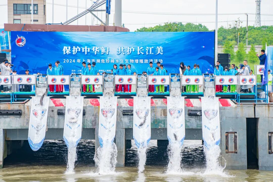 长江增值放流.jpg