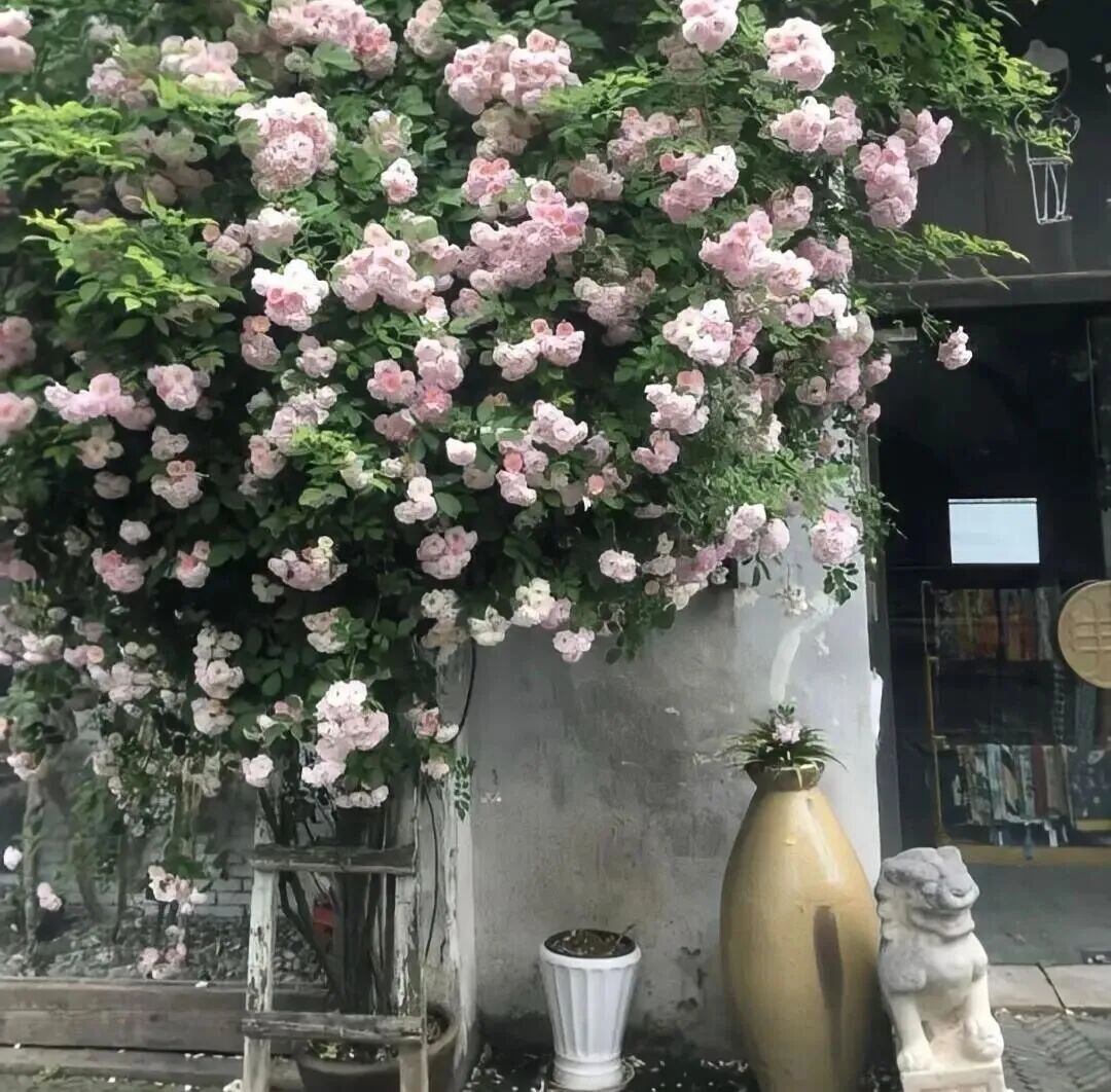 鲜花粉色朋友圈背景图