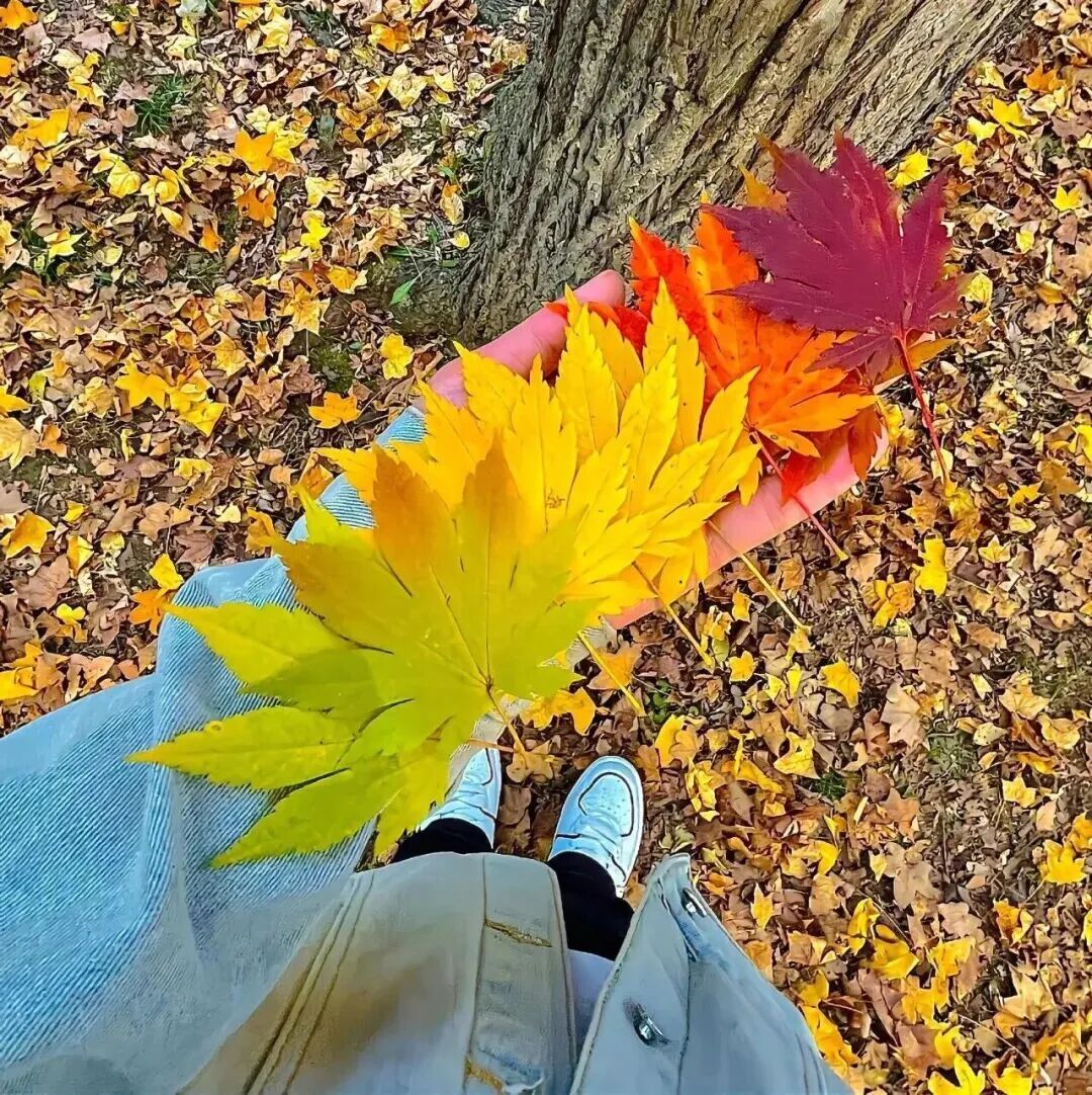 枫叶秋天朋友圈背景图