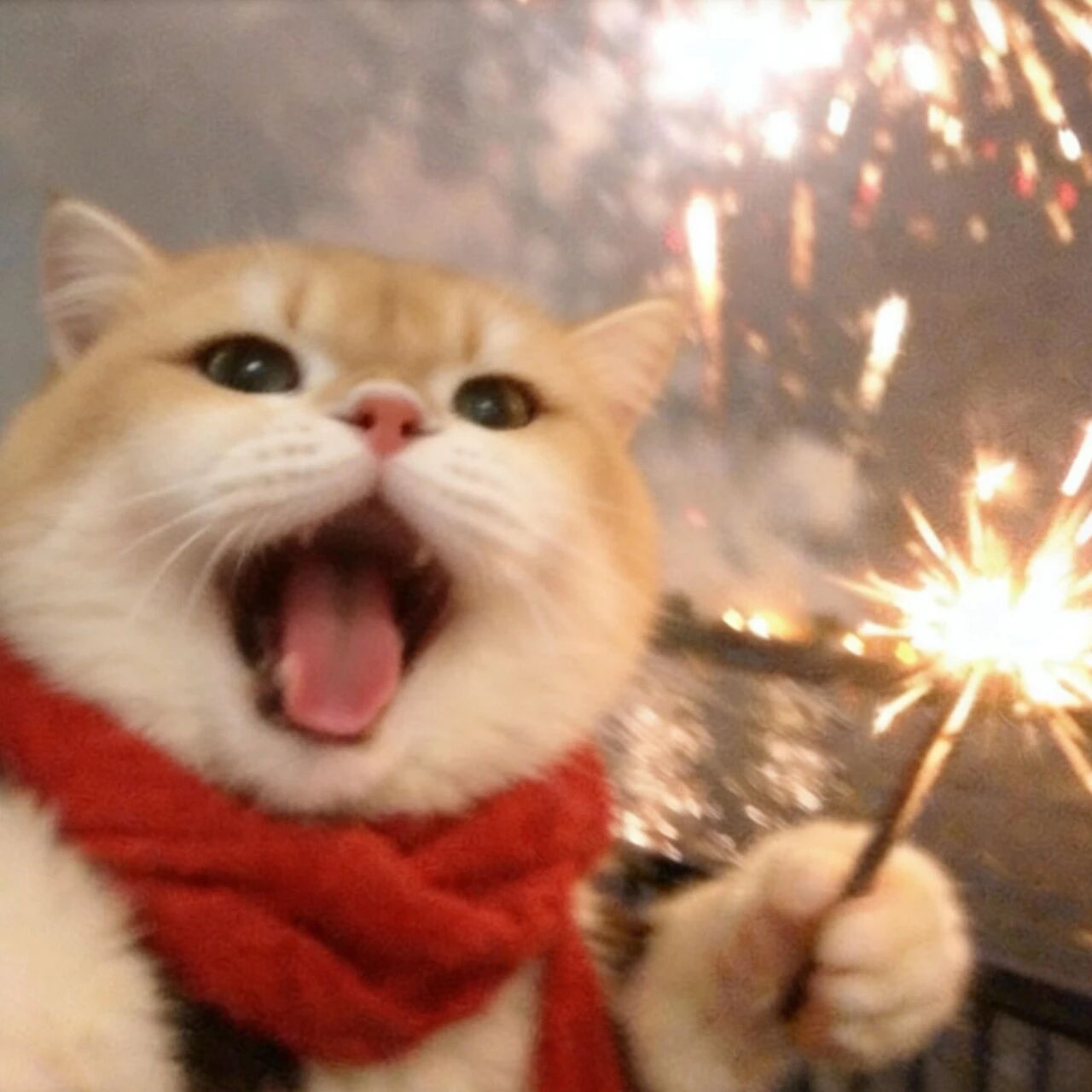 xdemanjcayanhuayuanliu可爱新年烟花猫咪萌宠情侣头像