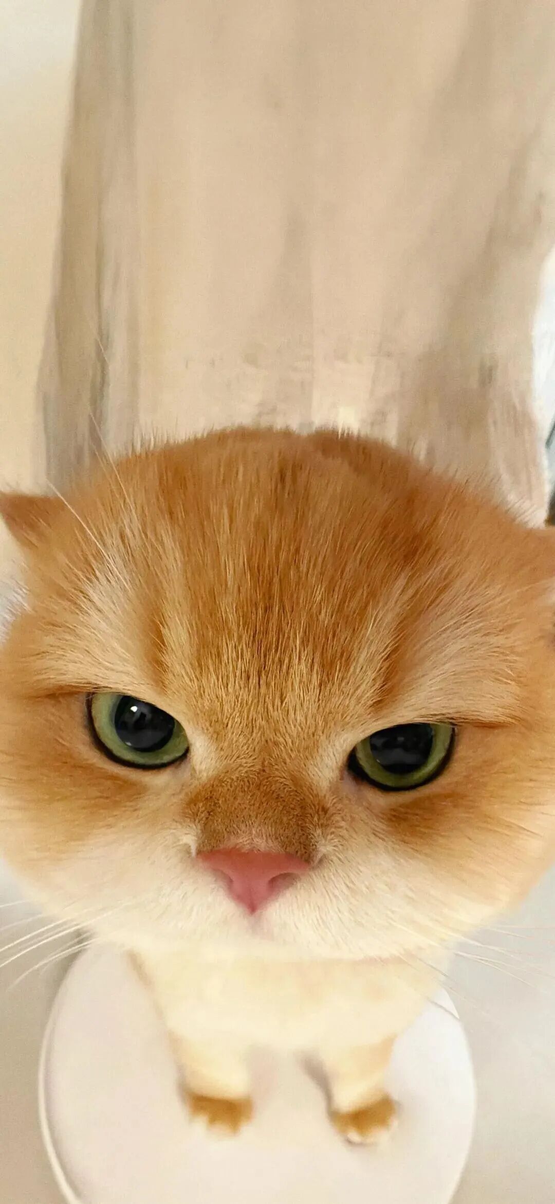 可爱猫咪萌宠壁纸