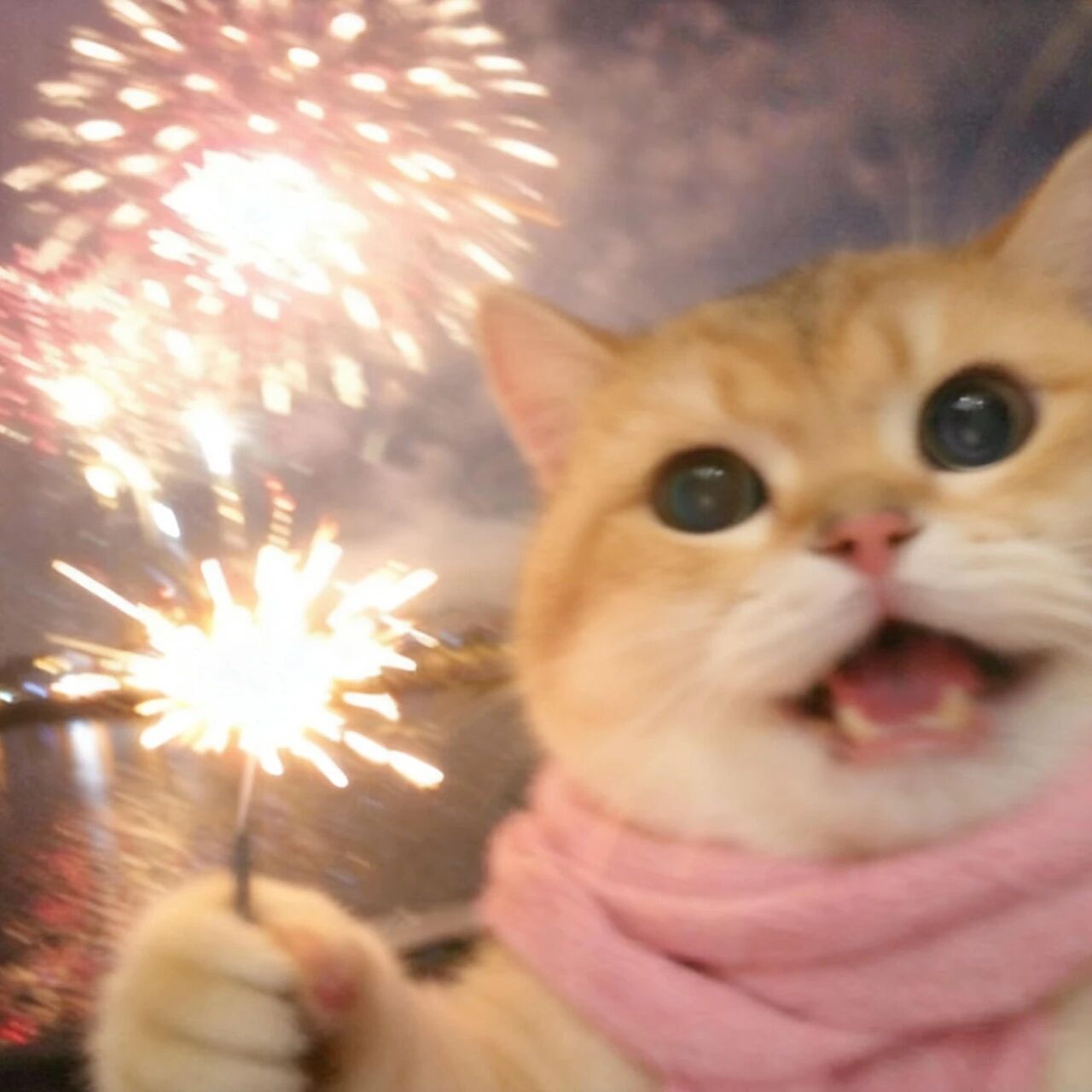 xdemanjcayanhuayuanliu可爱新年烟花猫咪萌宠情侣头像