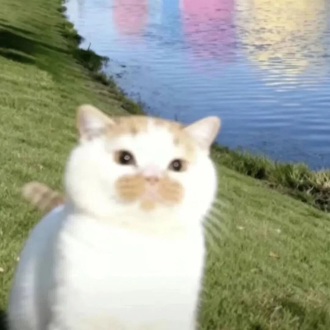 maomicngbgtrehuyzidayun可爱猫咪情侣头像