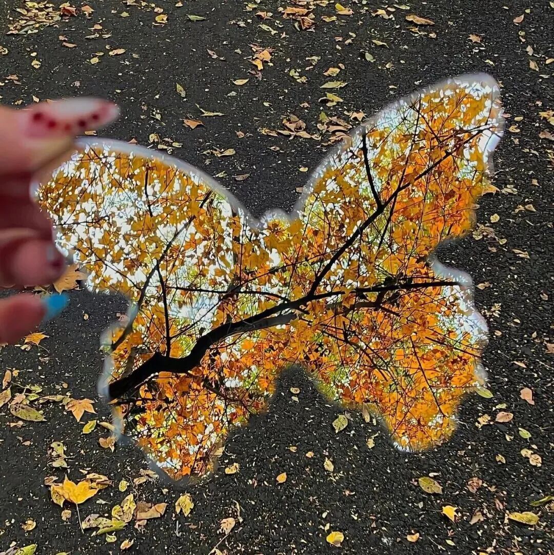 枫叶秋天朋友圈背景图