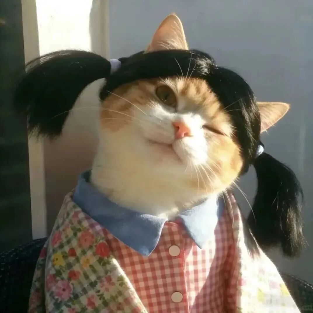 发型沙雕搞怪猫咪萌宠头像