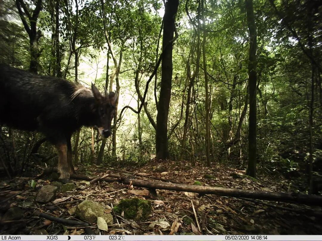 XG130005中华鬣羚 (1).JPG