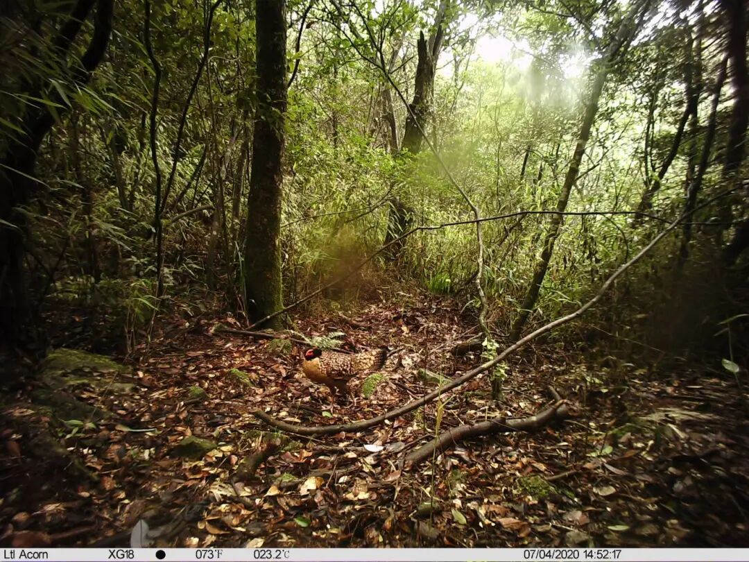 XG180069黄腹角雉 (1).JPG