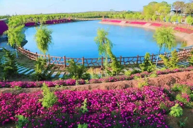 芝樱花开筝好有你龙口市黄山馆镇首届民俗文化风筝节即将启幕