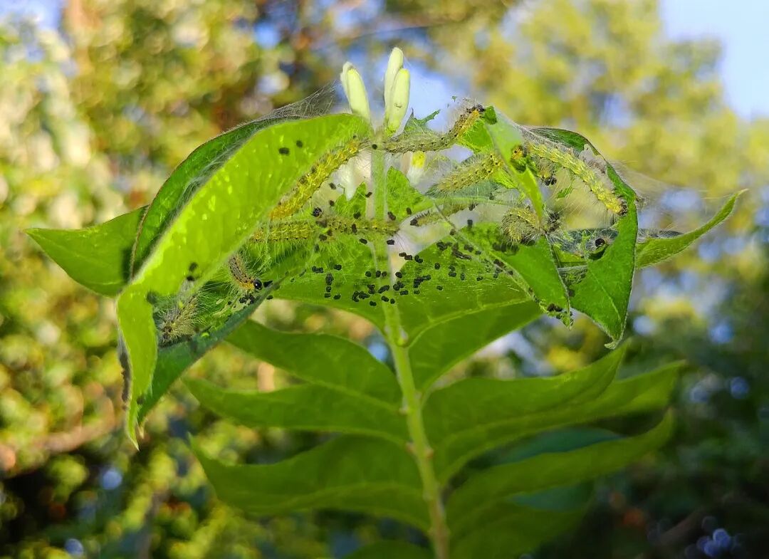 Free Fall Webworm Web Worms photo and picture