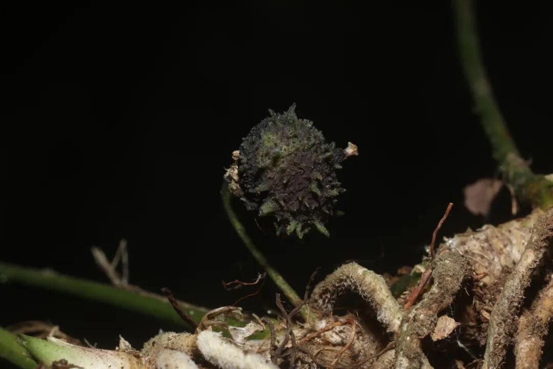 滑水山蜘蛛抱蛋 (果实)(1).JPG
