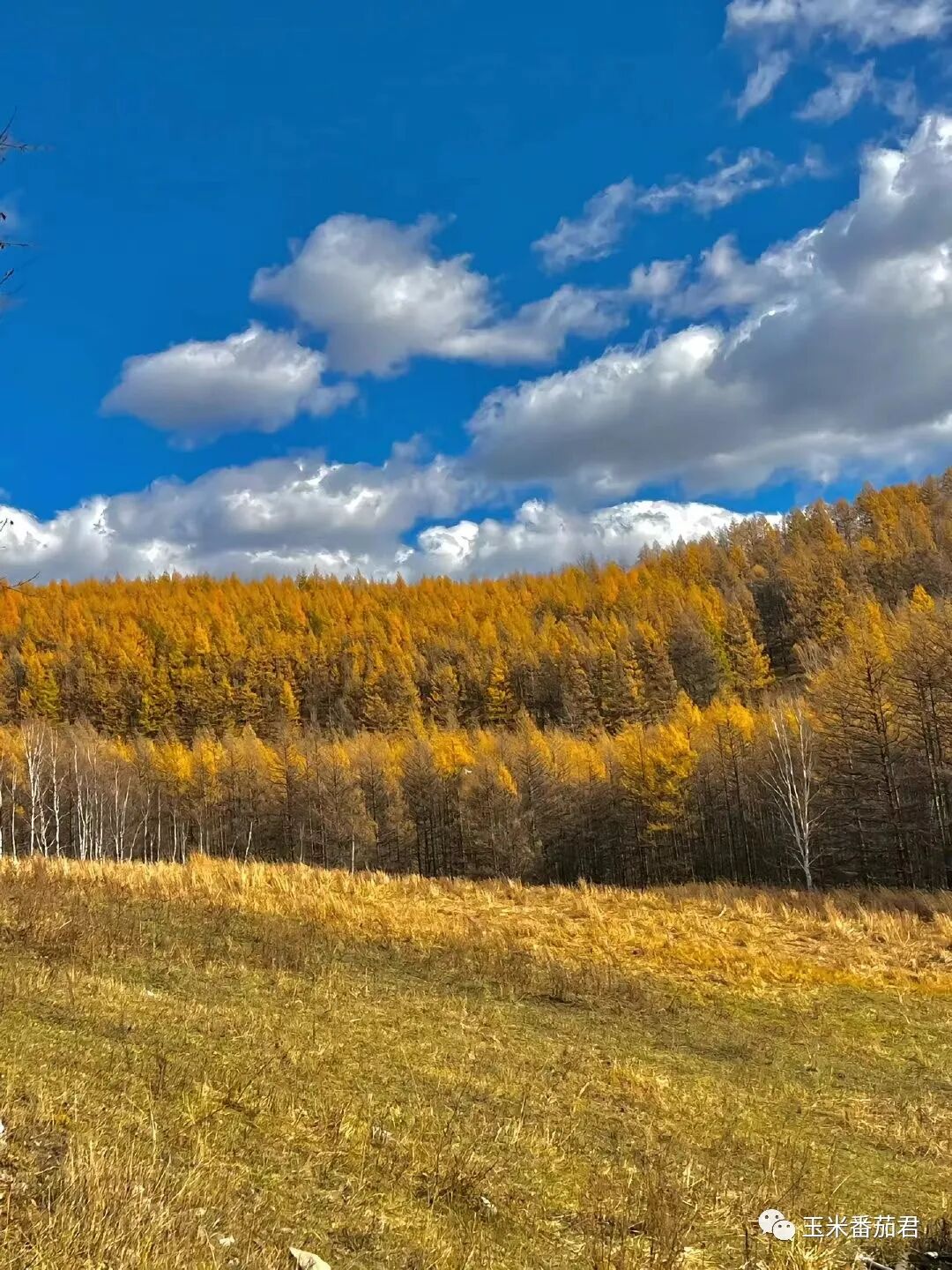 脂溢性皮炎与寻常痤疮的中药治法