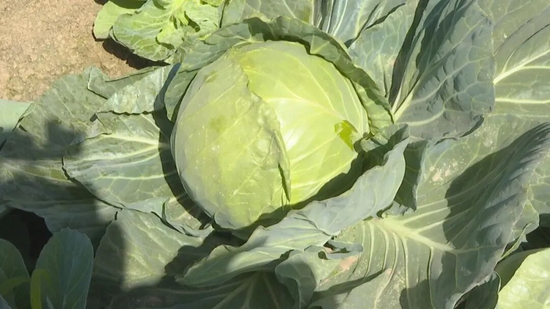 种甘蓝硬如铅球农户傻眼,甘蓝硬如“铅球”，上不了餐桌只能当鸡鸭饲料？