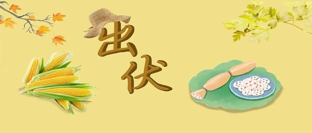 今日出伏 | 你不知道的养生秘诀！