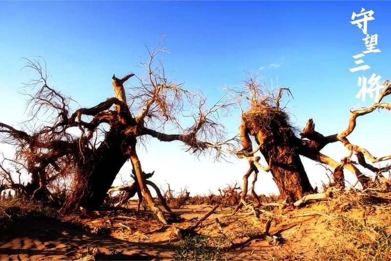 光影下的额济纳怪树林