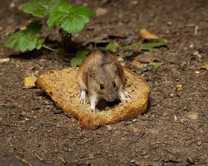 ͼƬ