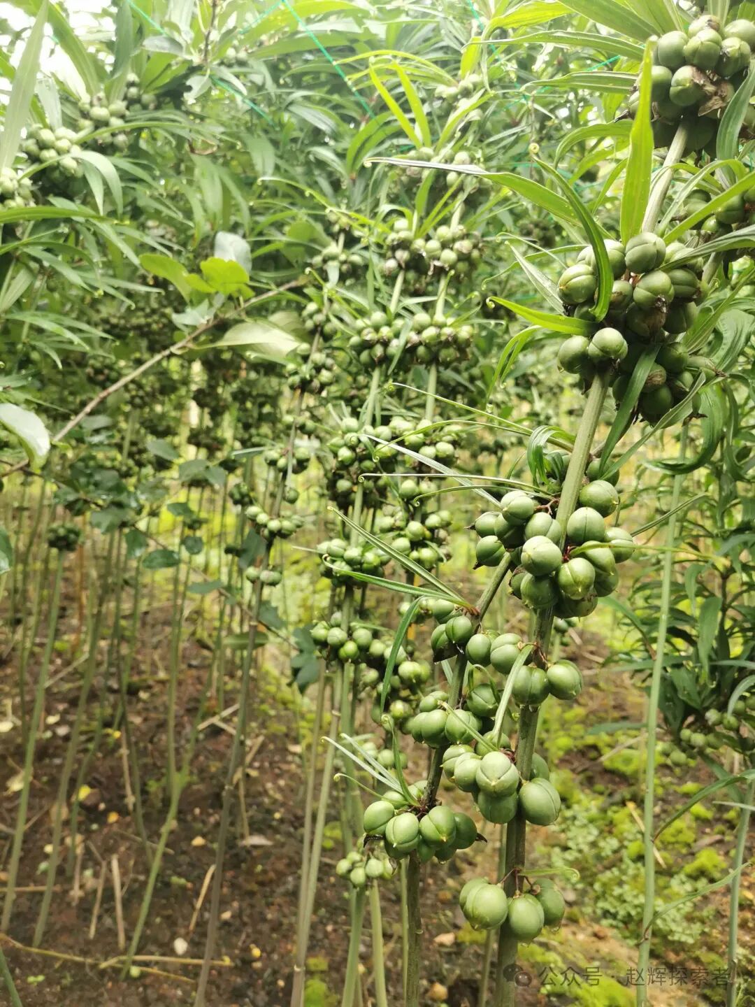 2026年种植云南种植什么品种比较好