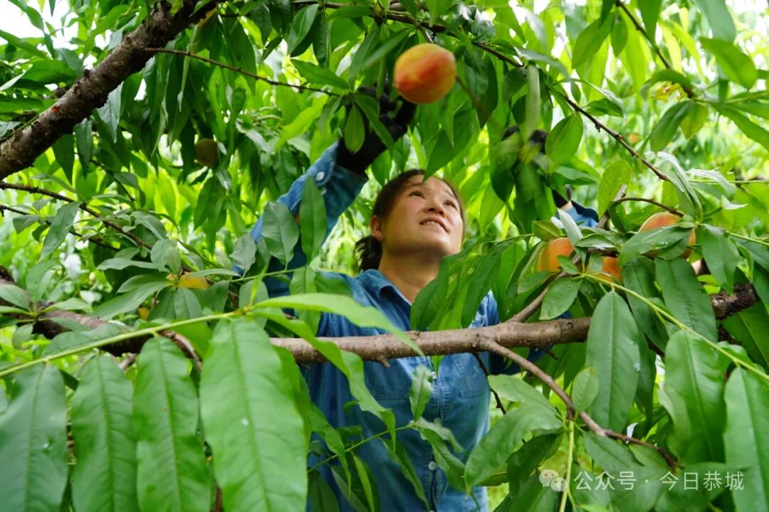 【巩固拓展脱贫攻坚成果 全面推进乡村振兴】黄桃丰收采摘忙 为村民