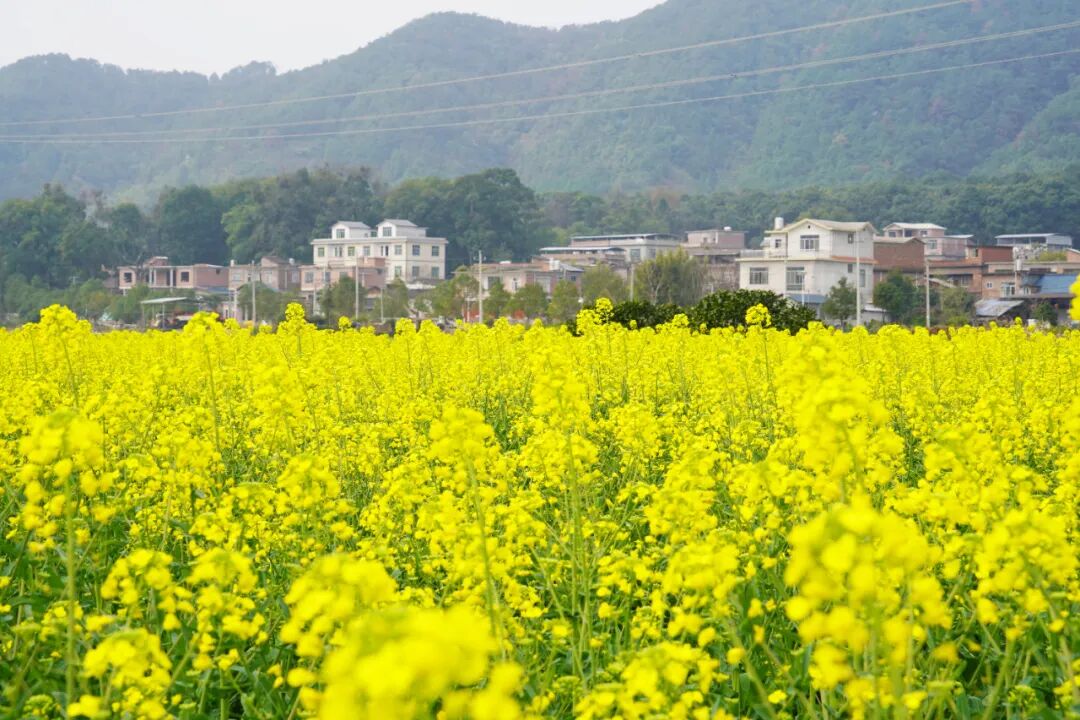 真是花花世界迷人眼啊mark住这份恭城春日赏花指南
