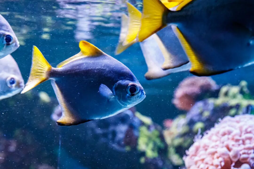 旅游攻略!马来西亚超详细的旅行景点推荐与入境须知，快收藏起来！