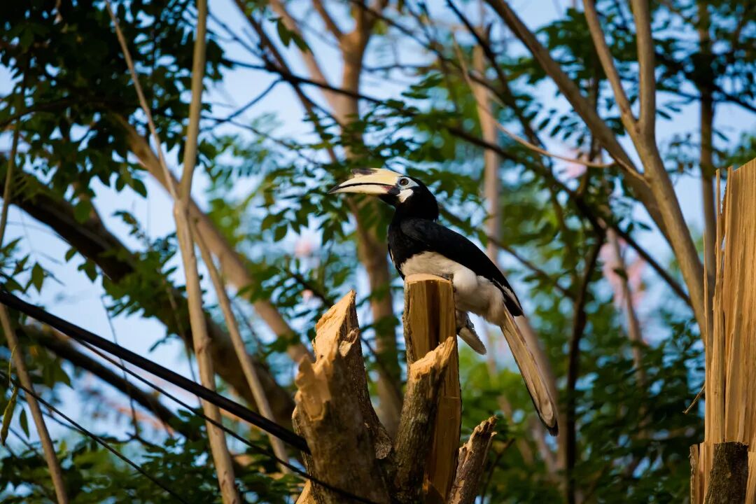 旅游攻略!马来西亚超详细的旅行景点推荐与入境须知，快收藏起来！