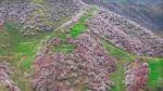 北疆吐尔根杏花沟就要惊艳盛开！春日人间仙境，睁眼便是天堂~