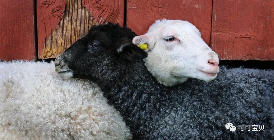词汇学习：sheeps？绝对不可以！