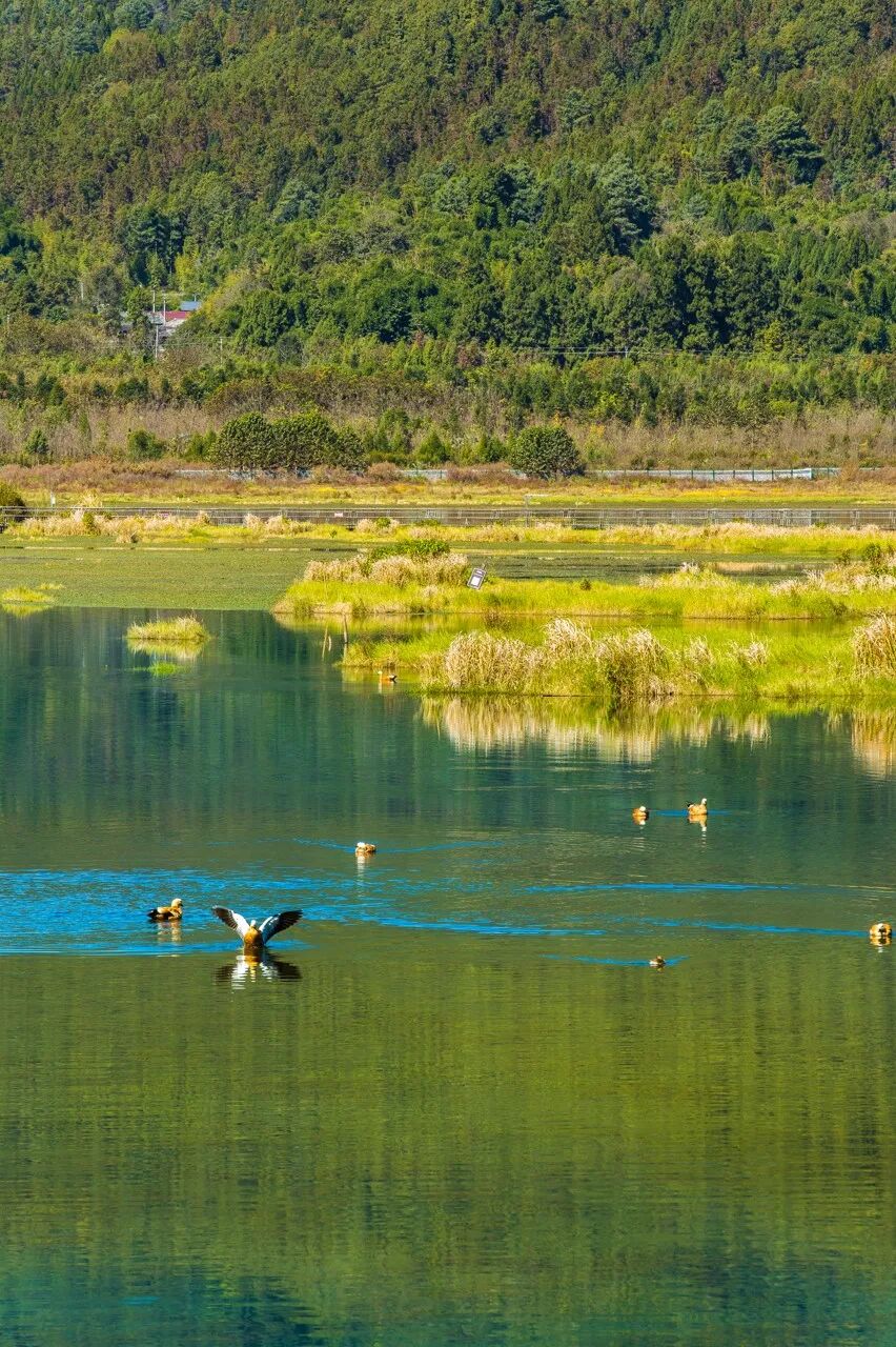 超适合“发呆”的小城，比昆明宜居，游客不及大理一半，四季如春，3元茶水免费续，10元咖啡喝到爽，洗掉一身班味儿！