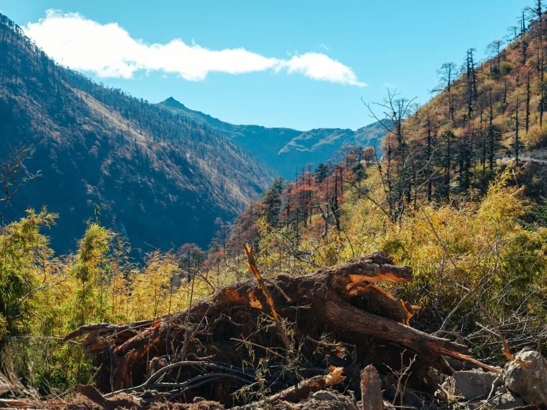 超适合“发呆”的小城，比昆明宜居，游客不及大理一半，四季如春，3元茶水免费续，10元咖啡喝到爽，洗掉一身班味儿！