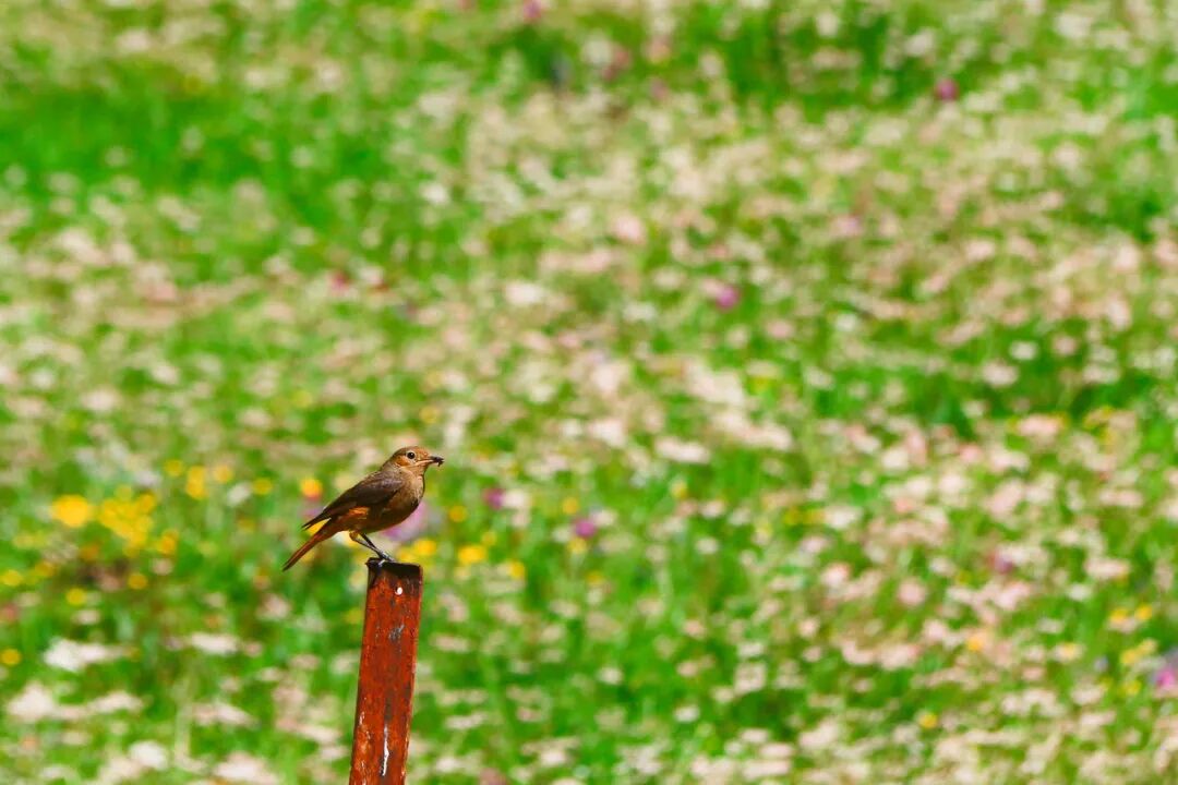 中国唯一门票全免的城市，藏着全国首个国家公园，每年只有2000人能进，比西藏更神秘