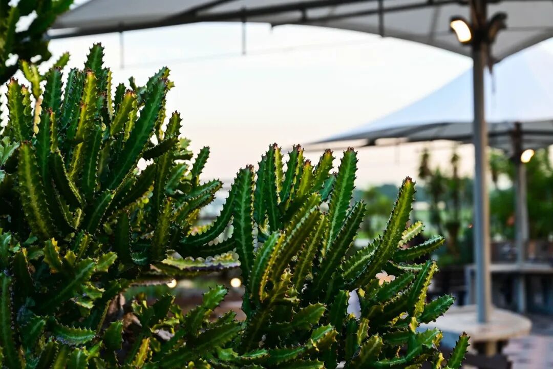 亚洲最幸福的国家，坐拥世界唯一五星机场，遍地花园，地摊都是米其林，但一不小心会赔个底朝天