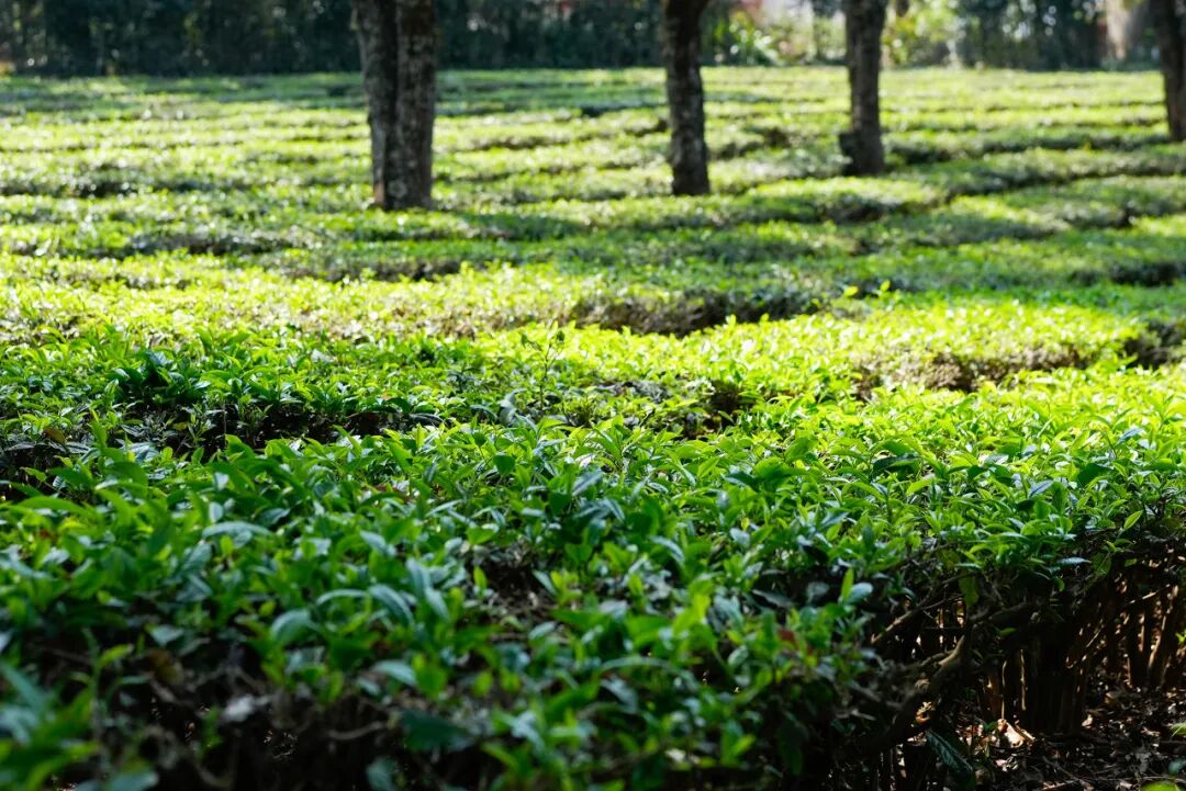 比昆明宜居，游客不及大理一半，它才是云南最美慢城，洗掉一身班味儿，想来养老！