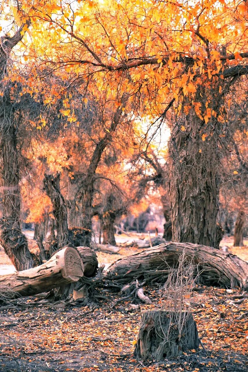 中国最贵的景区, 门票3500元，外国人进去要交30万，全球只有不到5万人去过