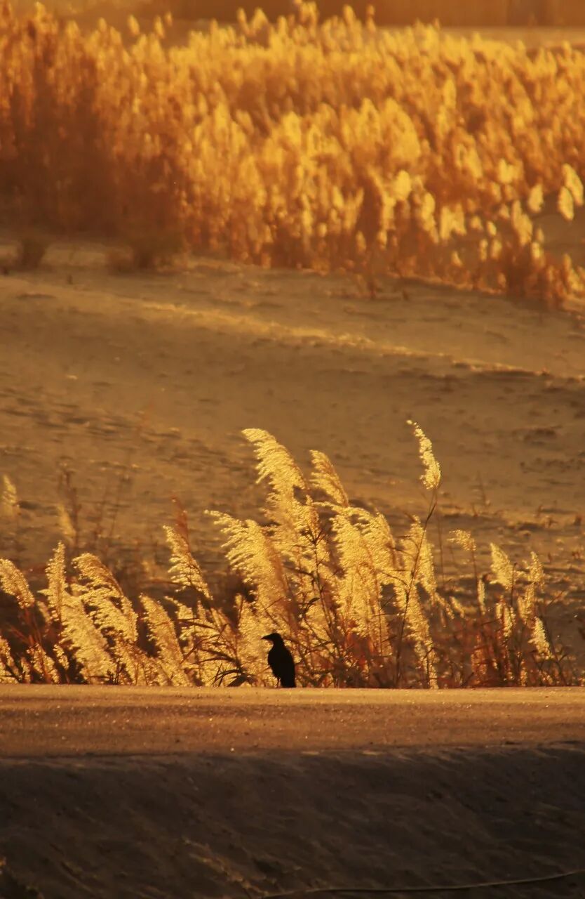 中国最贵的景区, 门票3500元，外国人进去要交30万，全球只有不到5万人去过