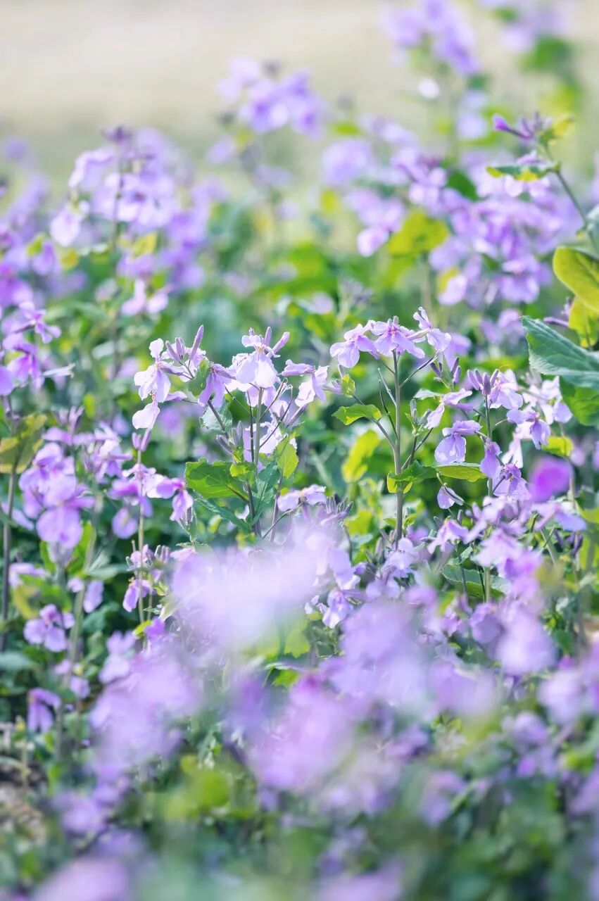 中国最宜居的城市，曾是世界No.1！比苏杭秀丽，比成都安逸，倦了就去小住几日