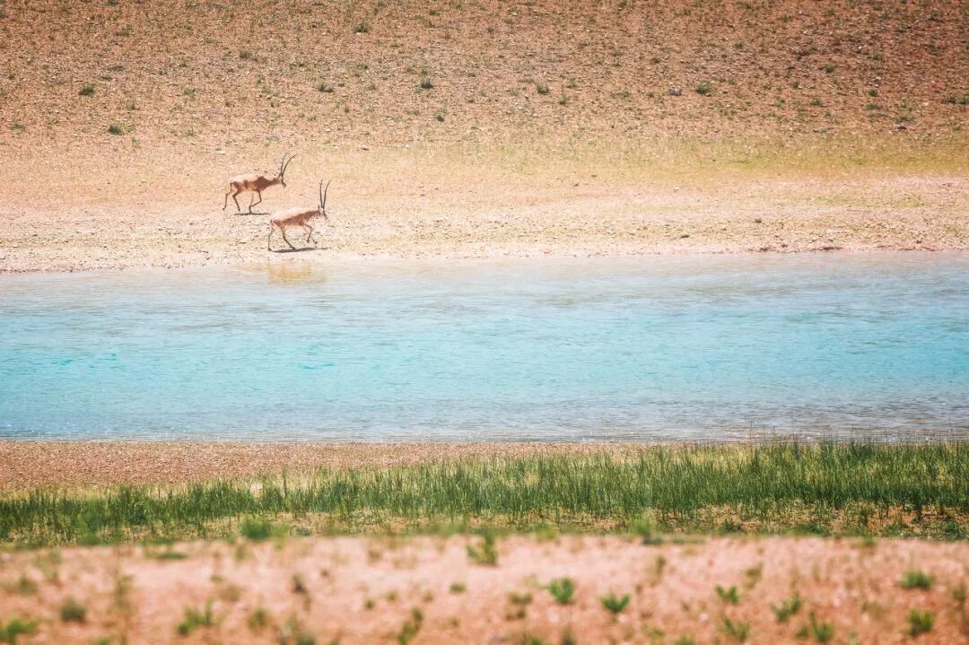 中国唯一门票全免的城市，藏着全国首个国家公园，每年只有2000人能进，比西藏更神秘