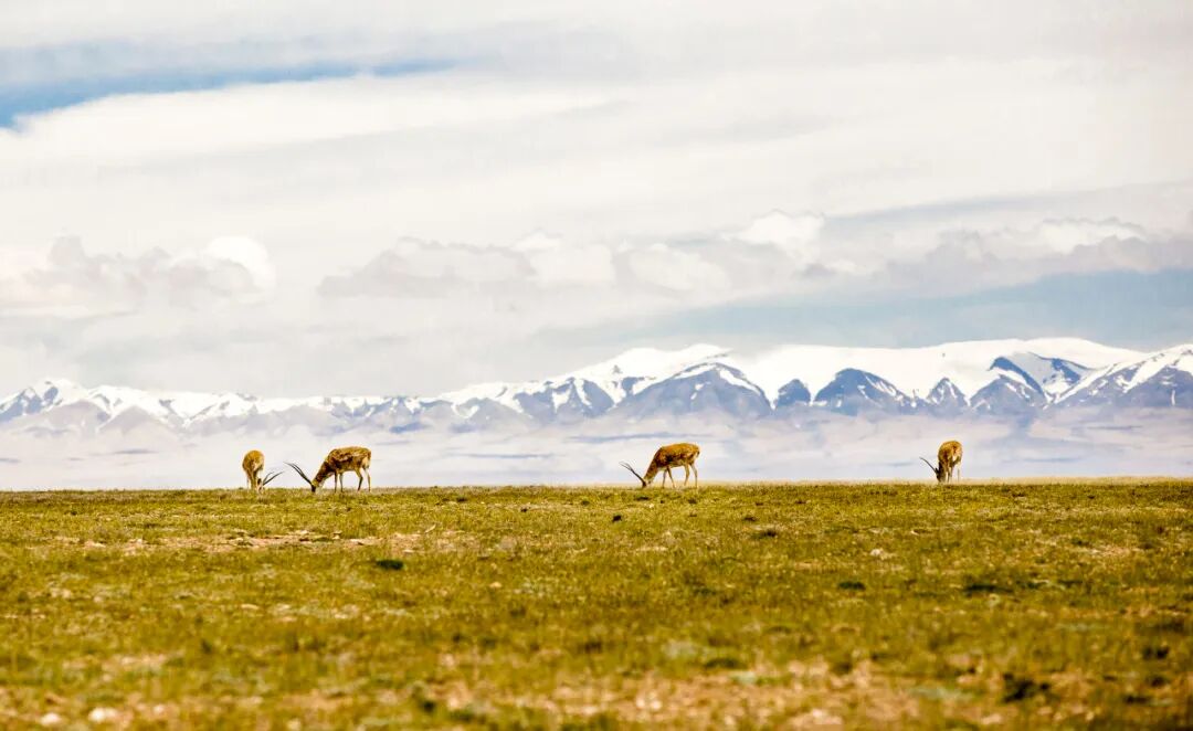 中国唯一门票全免的城市，藏着全国首个国家公园，每年只有2000人能进，比西藏更神秘