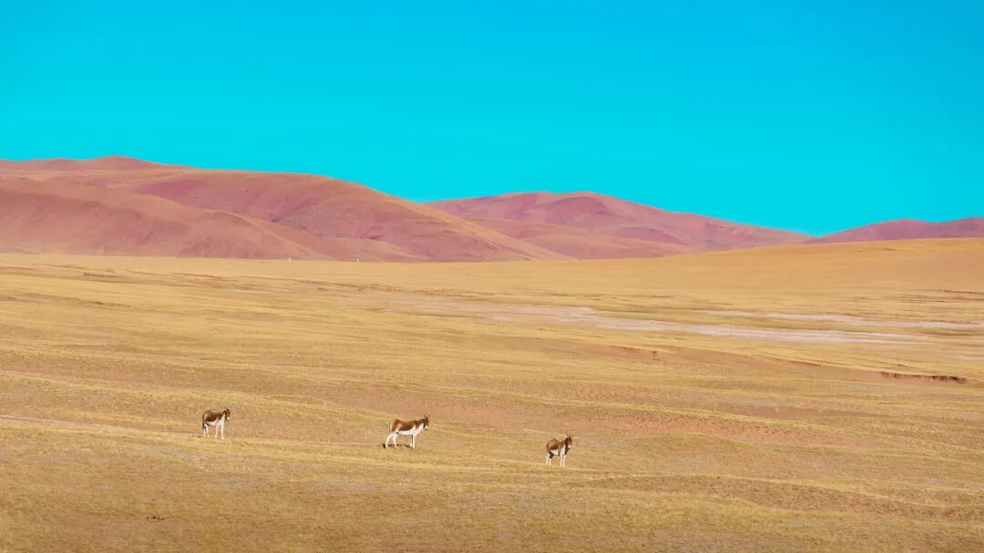 中国唯一门票全免的城市，藏着全国首个国家公园，每年只有2000人能进，比西藏更神秘