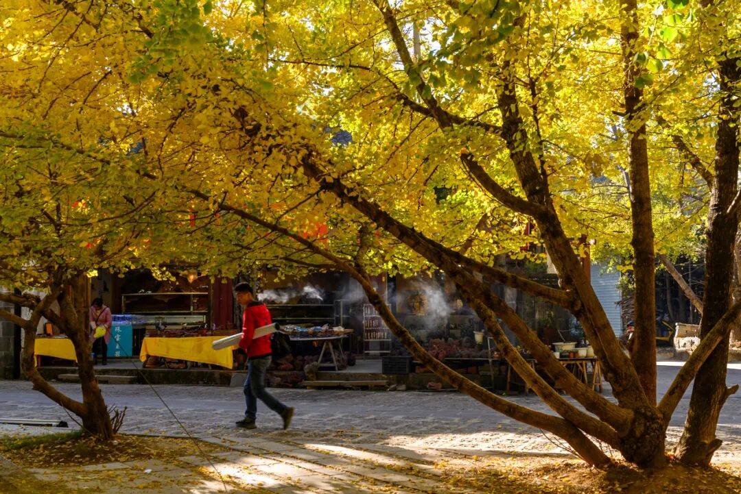 超适合“发呆”的小城，比昆明宜居，游客不及大理一半，四季如春，3元茶水免费续，10元咖啡喝到爽，洗掉一身班味儿！