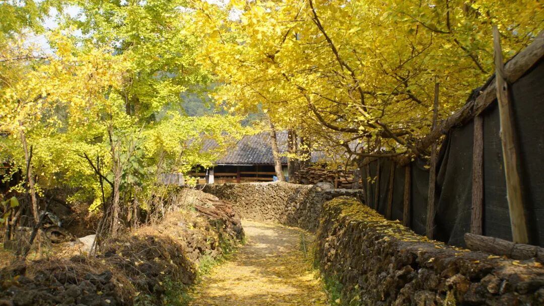 超适合“发呆”的小城，比昆明宜居，游客不及大理一半，四季如春，3元茶水免费续，10元咖啡喝到爽，洗掉一身班味儿！