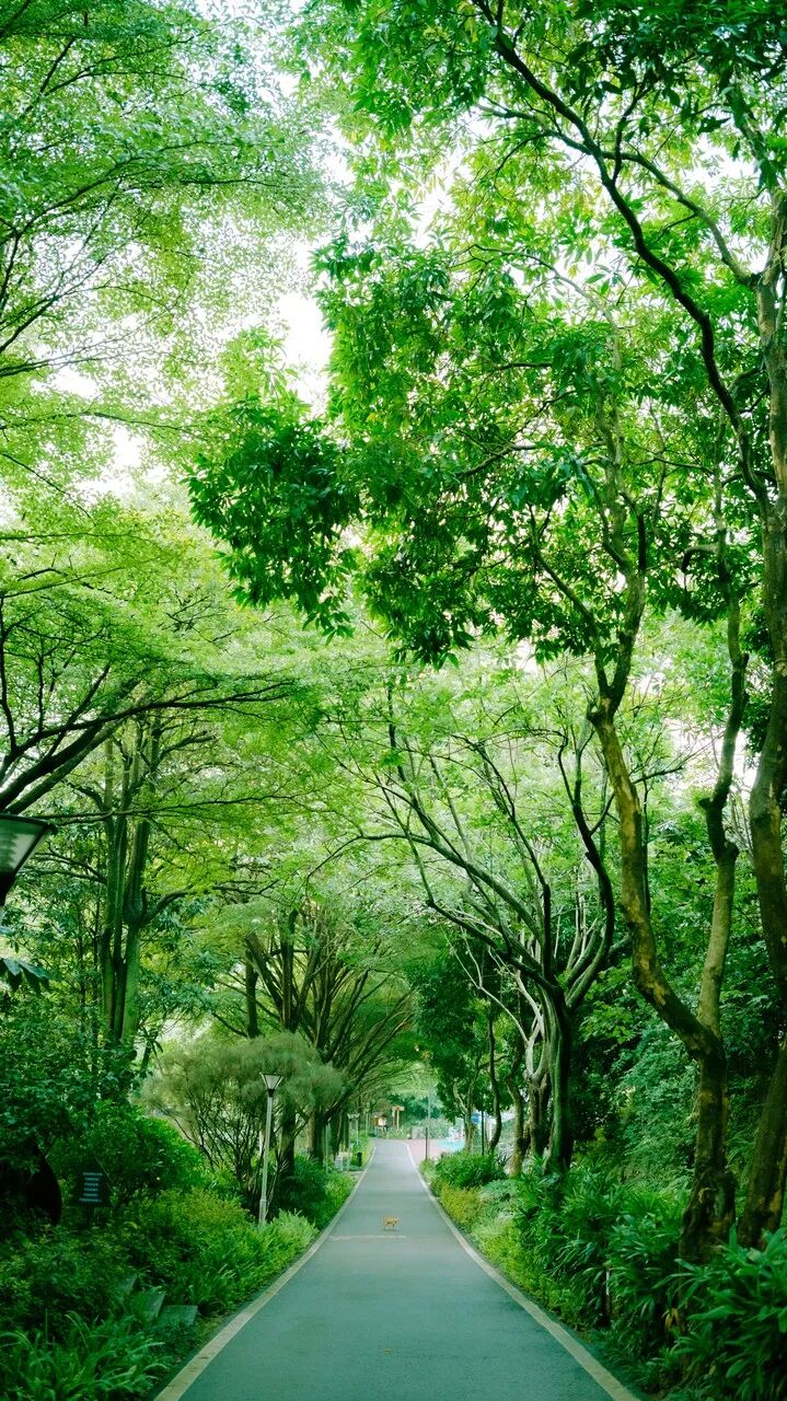 中国最“能熬夜”的城市，白天大街没人，凌晨2点人挤人，冬天满街鲜花，比成都还安逸，太适合养老了！